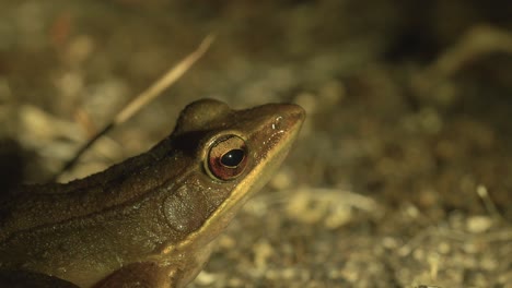 a  head closeup  of bronze backed frog sits on a rock at night when its active in the western ghats of india during winter , around the forest streams trying to find food and mate