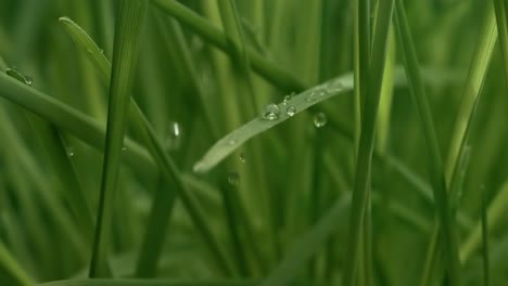 Grünes-Gras,-Regentropfen-In-Nahaufnahme,-Die-Langsam-Auf-Das-Gras-Fallen.