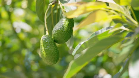 Close-up-shot-of-two-green-avocadoes-slowly-moving-on-a-plant-on-a-sunny-day