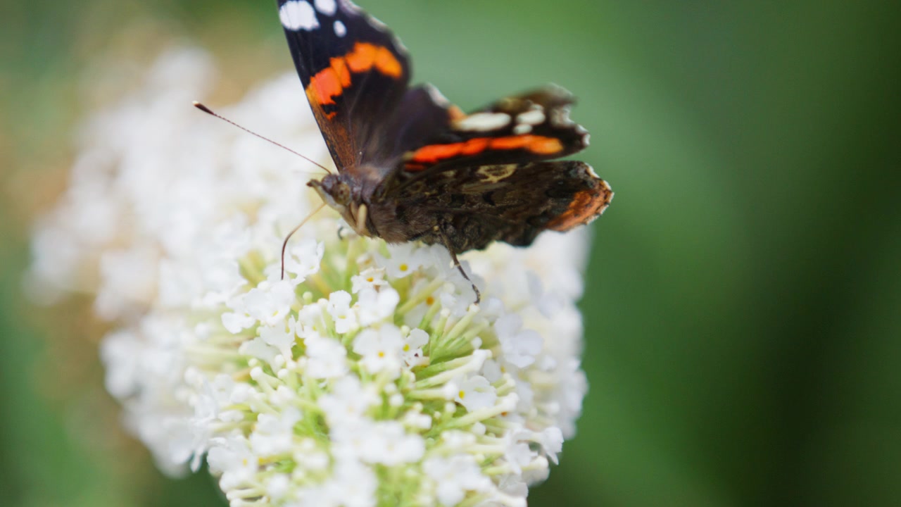 Primo piano di farfalla vanessa atalanta in movimento su fiori bianchi