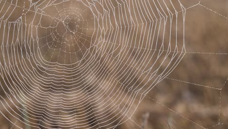 dew drops in spider web in wind