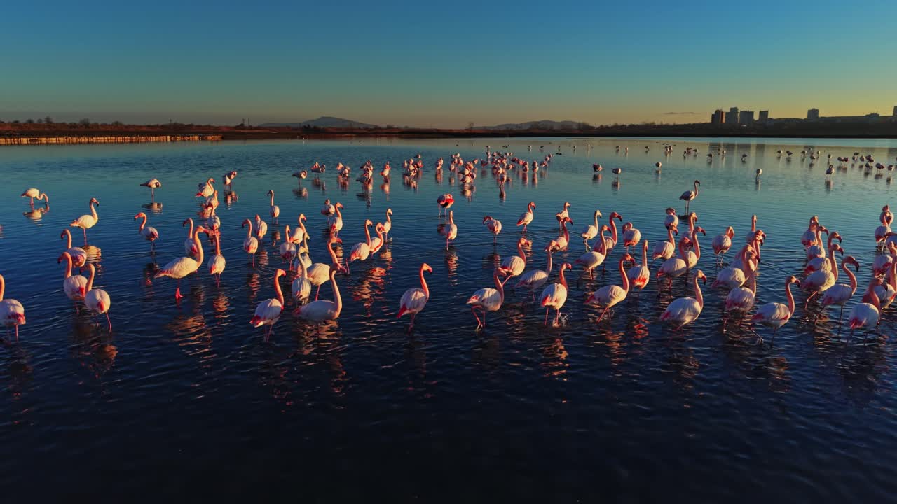 Flamingos wade through shallow water at sunset near the wetlands