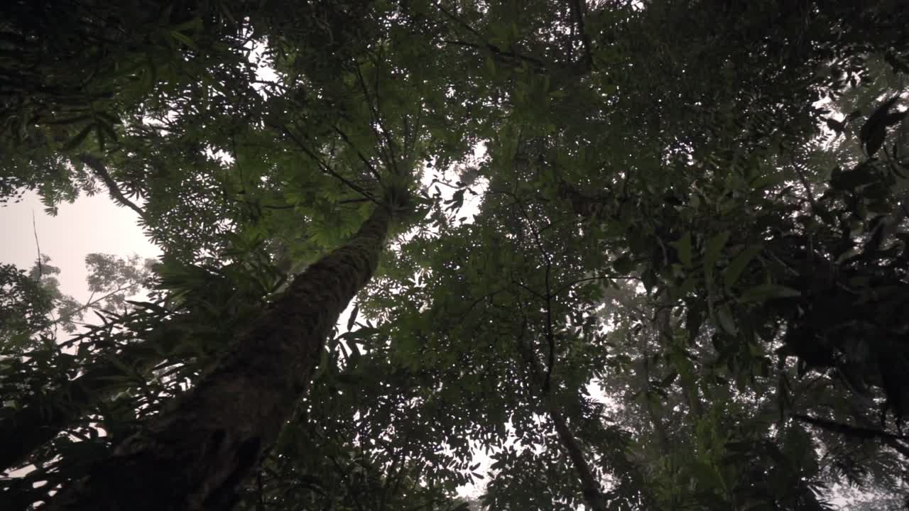 A low-angle shot looking up through the canopy of the Monteverde Cloud Forest, with light filtering through the dense foliage