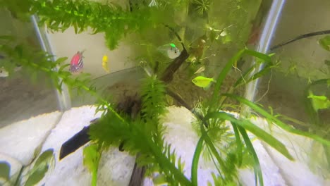 colourful fish swimming around in fish tank indoors past green plants