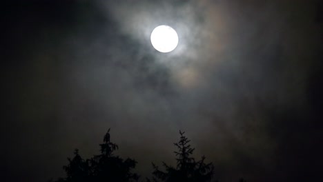 el resplandor de la luna a través de las ramas en una noche tormentosa