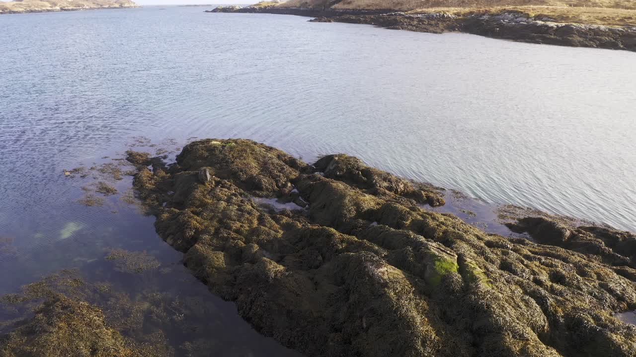 disparo de dron de una foca común adulta moviéndose a través de algunas rocas