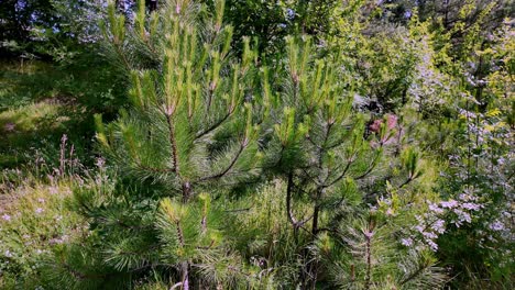 A-close-up-shot-of-green-pine-trees-in-the-Crimea-mountains