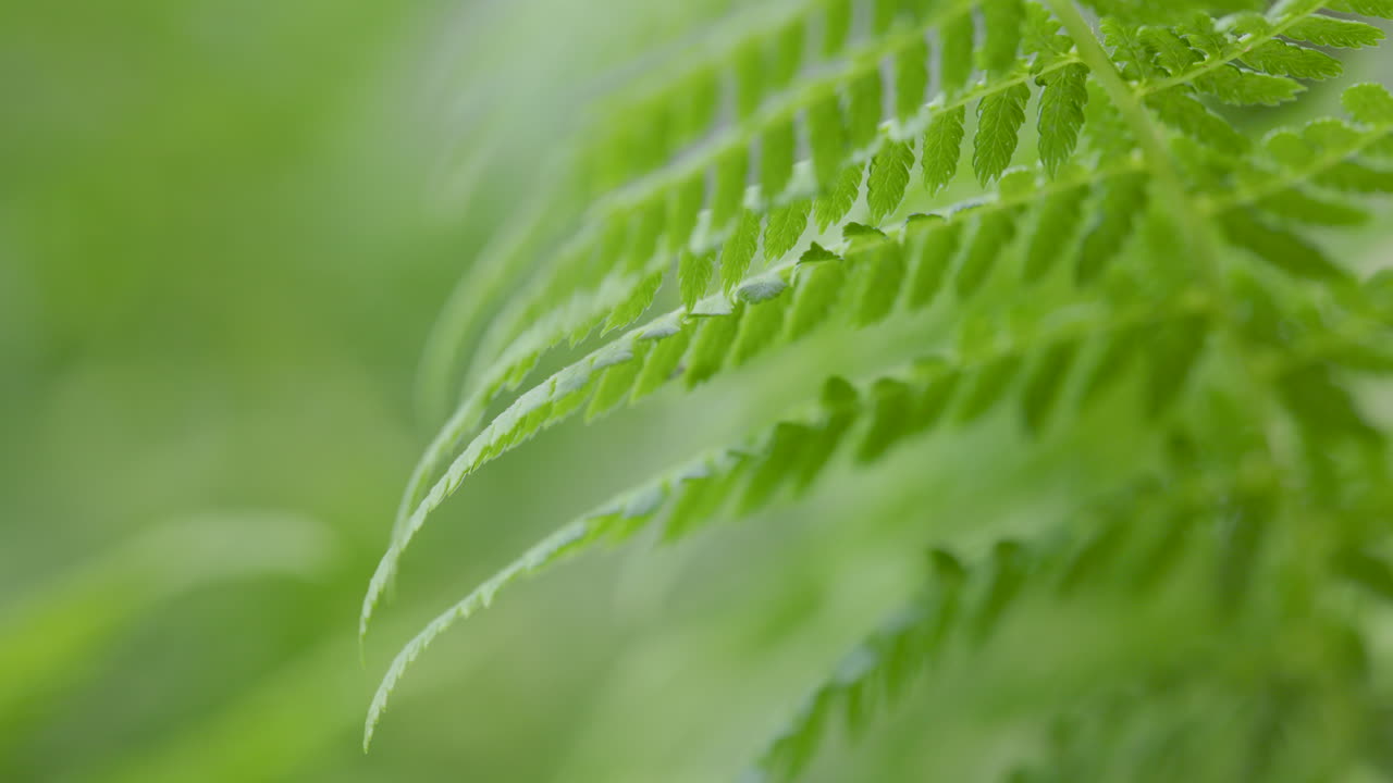 Vibrant green fern, with soft-focus background creating a tranquil forest atmosphere
