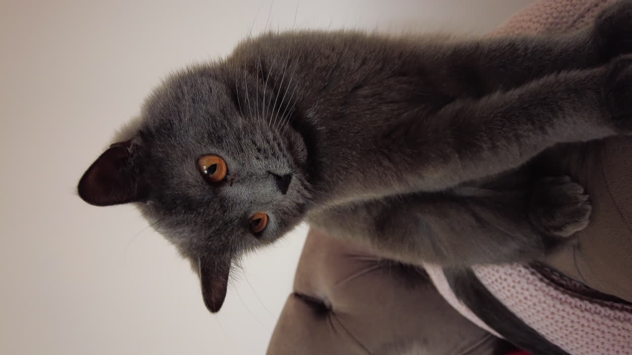 Adorabile gatto grigio con vivaci occhi arancioni seduto su un divano che guarda curioso. Verticale