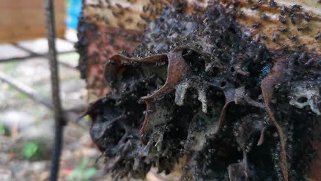 Propóleo-Formado-En-La-Entrada-De-La-Colonia-De-Abejas-Sin-Aguijón