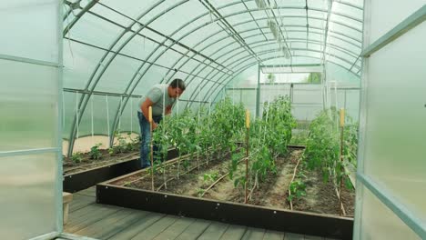 working in green environment. man taking care of plants while standing in greenhouse