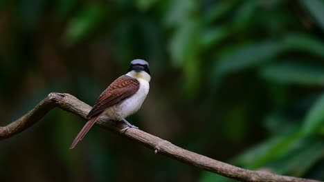 The-Tiger-Shrike-got-its-name-from-the-Tiger-like-pattern-on-its-feathers-as-it-is-also-a-predator-of-a-bird-that-feeds-on-insects,-very-small-mammals,-and-even-birds-of-its-size