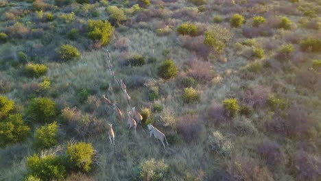 African-antelopes-running-in-single-file-lines-at-sunset,-Aerial-View