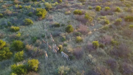 african antelopes running in single file lines at sunset, aerial view