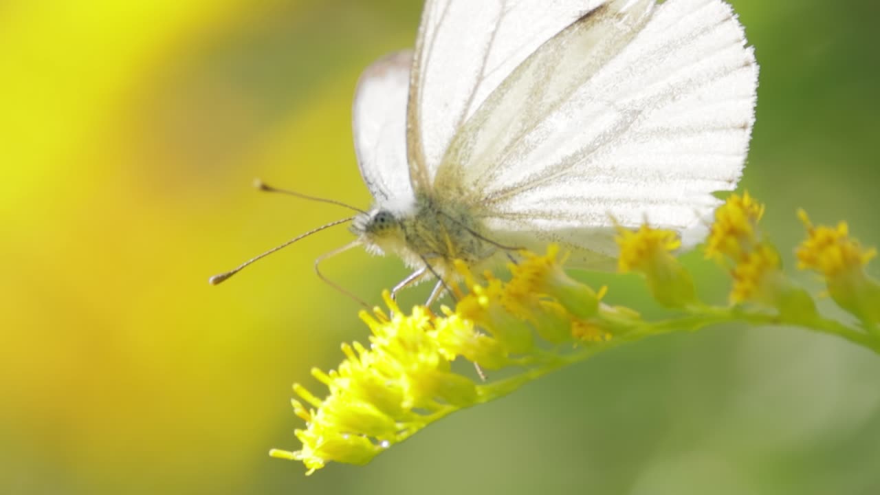 Pieris brassicae, la cavolaia maggiore, anche chiamata farfalla del cavolo. La cavolaia maggiore è comune in tutta Europa, Nord Africa e Asia, spesso in aree agricole, prati e parchi