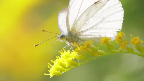 Pieris-Brassicae,-La-Gran-Mariposa-Blanca,-También-Llamada-Mariposa-De-La-Col.-El-Blanco-Grande-Es-Común-En-Toda-Europa,-El-Norte-De-África-Y-Asia,-A-Menudo-En-Zonas-Agrícolas,-Prados-Y-Parques.