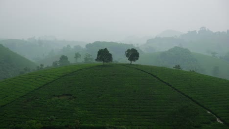 Tea plantation Long Coc hills Vietnam misty nature agriculture land Southeast Asia