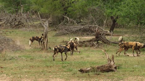 wide shot of a pack of wild dogs greeting each other in kruger national park