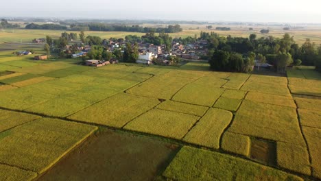 Un-Vuelo-Aéreo-Bajo-Sobre-Los-Hermosos-Campos-De-Arroz-Listos-Para-La-Cosecha-Y-Un-Pequeño-Pueblo-En-Medio-De-Los-Campos