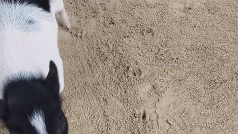 cerdo blanco y negro en la playa