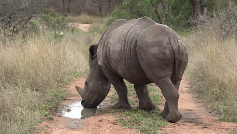 a south african rhino drinking rainwater from a small puddle on a dirt road