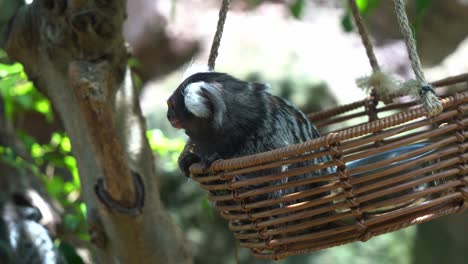 primer plano de un pequeño tití común, callithrix jacchus sentado en una cesta de bambú oscilante, curiosamente preguntándose por el medio ambiente, especies animales nativas de américa del sur