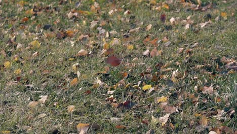 light breeze whirls fallen leaves across green grass