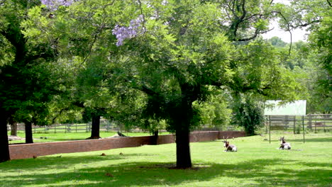 Antelope-lay-in-zoo-enclosure,-panning-shot-left-to-right