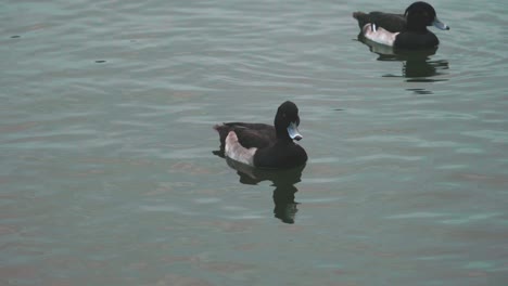 Beautiful-Ringbill-Ducks-floating-in-a-pond-in-Zenzokuike-Park,-Japan--close-up