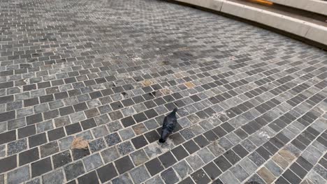 pigeon walking on cobblestone path at university