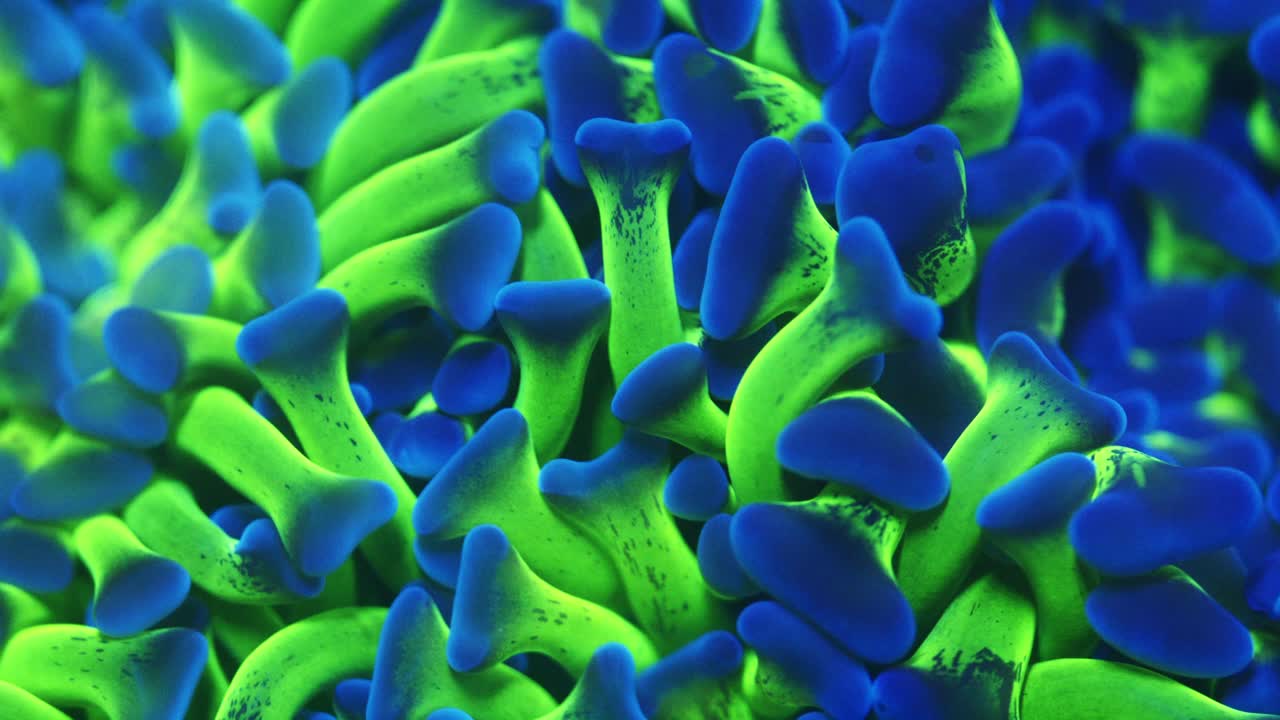 Macro shot of Ancora bi-colour coral under actinic lighting, showing ultra green tentacles with blue anvil-shaped tips gently swaying in the current in reef aquarium