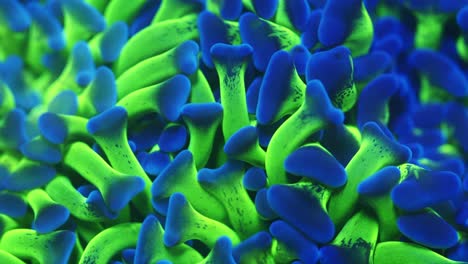 macro shot of ancora bi-colour coral under actinic lighting, showing ultra green tentacles with blue anvil-shaped tips gently swaying in the current in reef aquarium