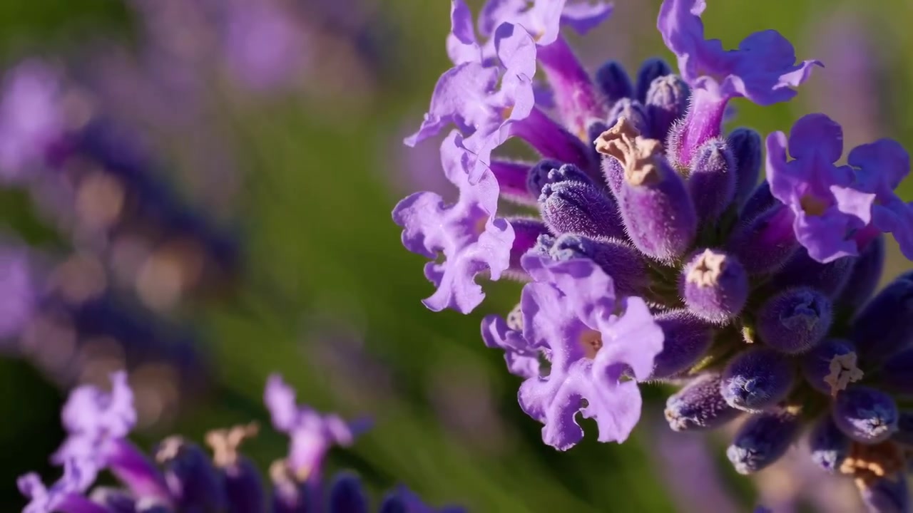Levende lavendelmark med nærbillede af blomstrende lilla blomster