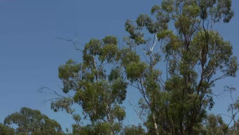 drone pov bajando de un árbol de eucalipto