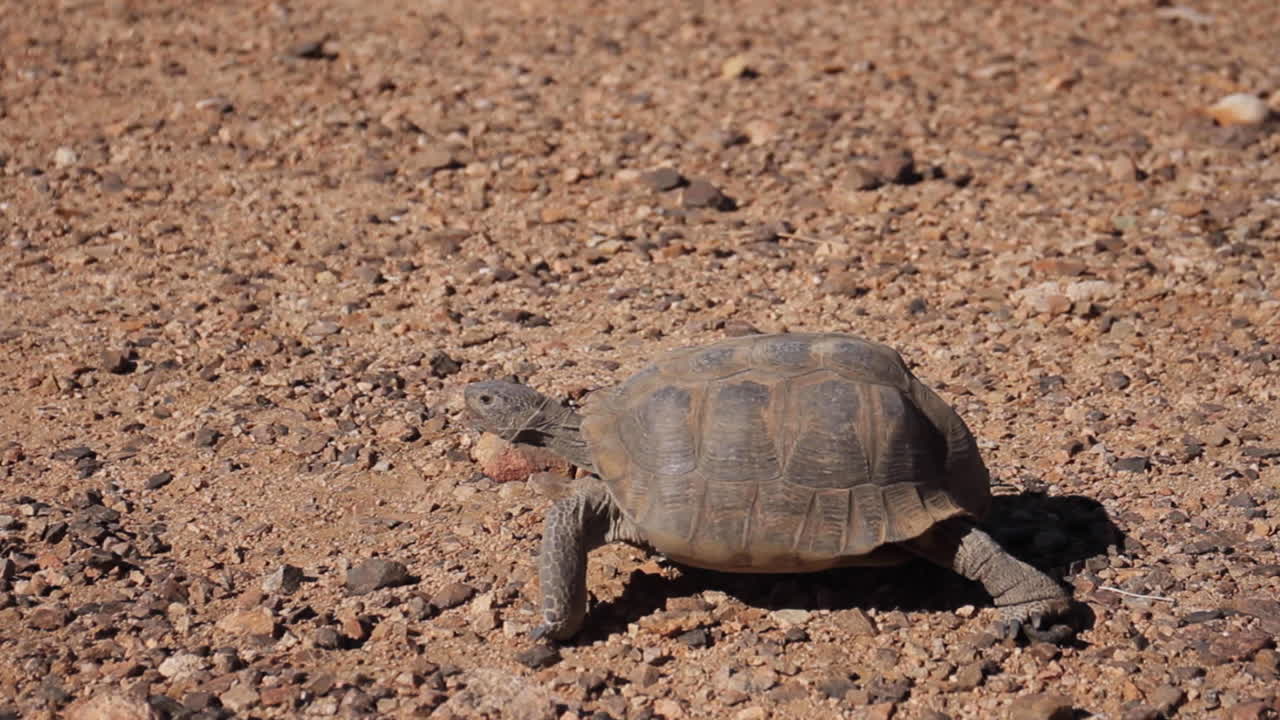 Desert Tortoise walks along rocks in Desert Joshua Tree National Park