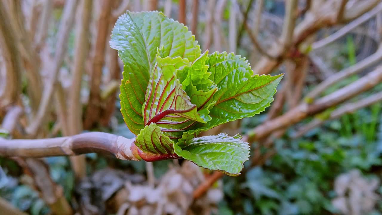 nuevo crecimiento en una planta de hortensia en un jardín de campo inglés