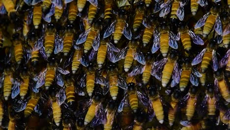 Se-Sabe-Que-Las-Abejas-Melíferas-Construyen-Grandes-Colonias-De-Nidos-Con-Bolsillos-Simétricos-Hechos-De-Cera-Para-Almacenar-Miel-Como-Fuente-De-Alimento