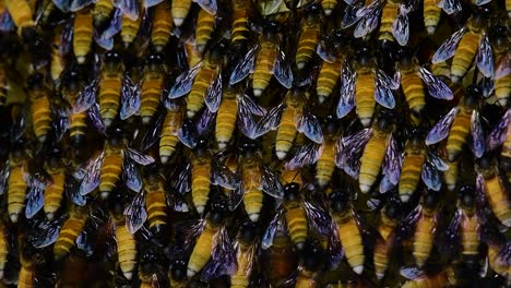 honey bees are known to build large colonies of nest with symmetrical pockets made of wax for them to store honey as their food source