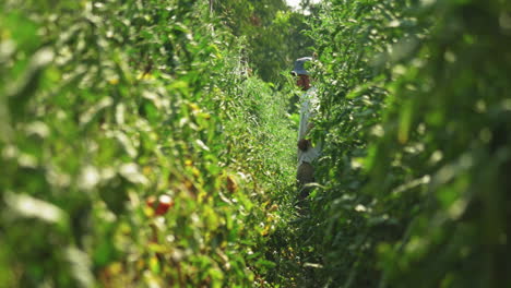 agricultor recogiendo tomates frescos