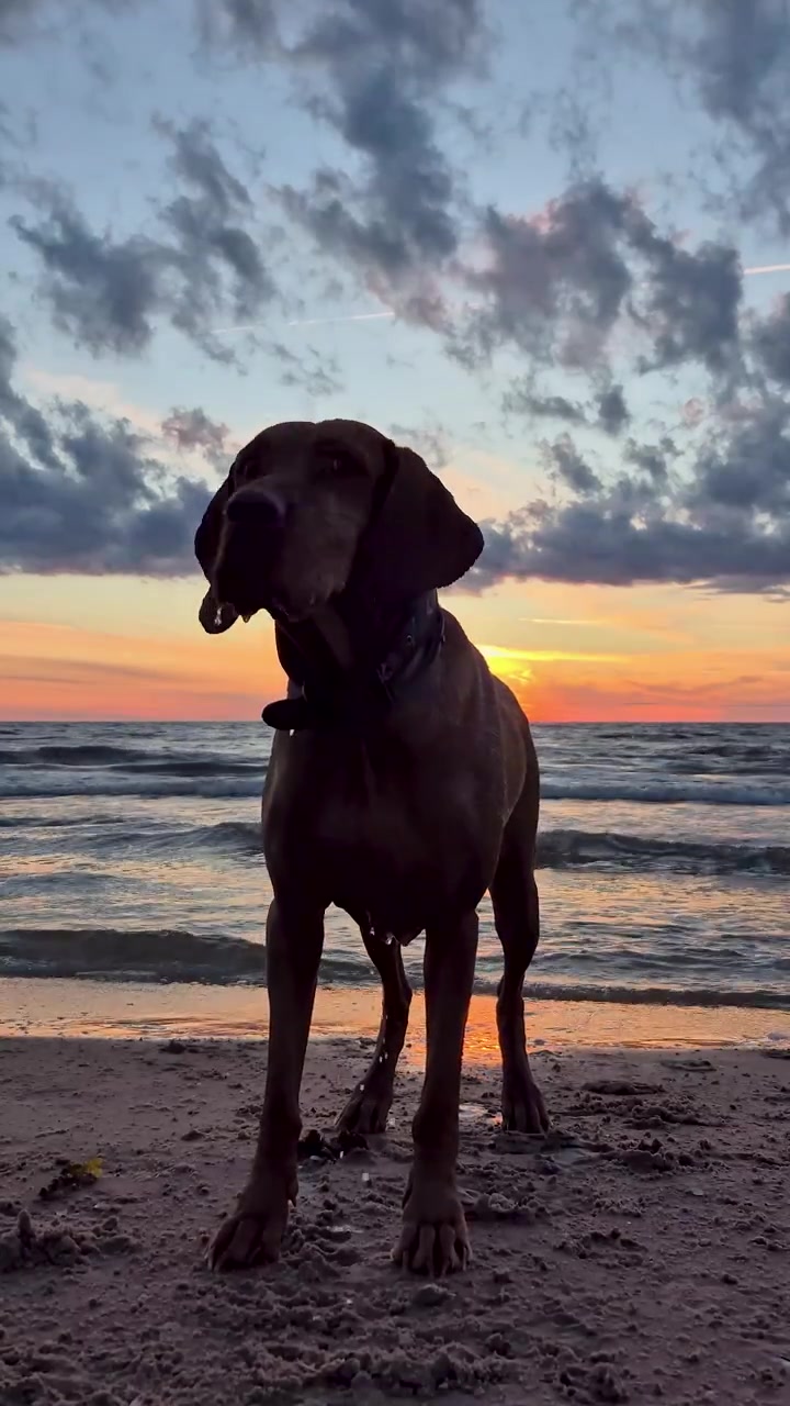 Cane Vizsla Ungherese che gioca in mare durante un tramonto dorato, saltando tra le onde e godendosi la sera d'estate. Video statico che cattura momenti felici di un cane attivo, natura, oceano, spiaggia e luce del tramonto