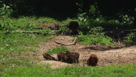 Alimentándose-En-El-Suelo-Mientras-Otros-Van-Bajo-La-Sombra-Y-Luego-Todos-Se-Fueron,-Macaco-De-Cola-Muñón-Macaca-Arctoides,-Tailandia