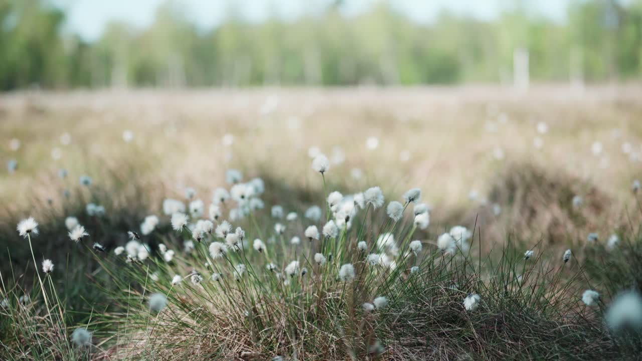 eriophorum ondeando en el viento en la soleada copenhague