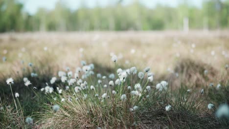 Eriophorum-Ondeando-En-El-Viento-En-La-Soleada-Copenhague