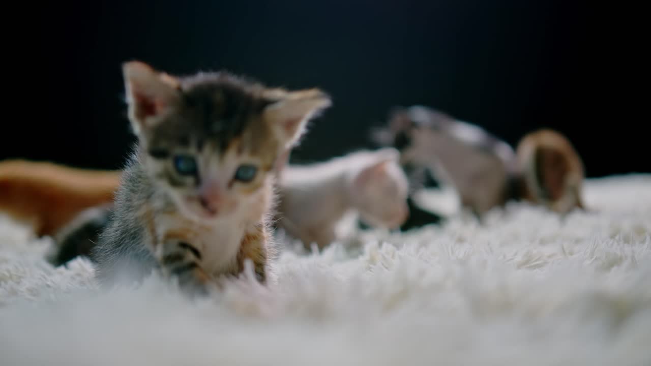 Adorable Kittens