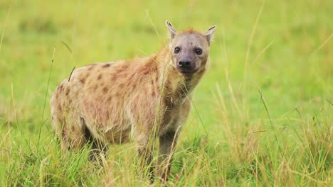 slow motion shot of hyenas looking watching out in lush grass landscape to scavnege for food, alone in the grassland of masai mara, african wildlife in maasai mara national reserve, kenya