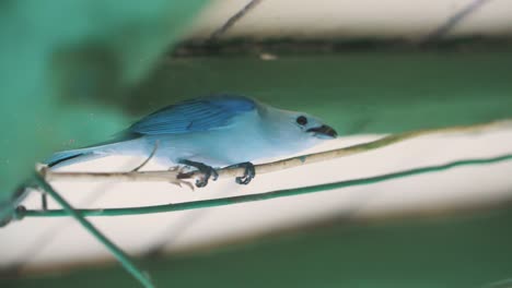 close-up-shot-of-a-cute-blue-tanager-bird-and-jumping-slow-motion-in-Colombia,-South-America