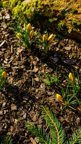 nature awakens with yellow crocus flowers blooming in early spring sunshine. vertical timelapse of garden flowers.