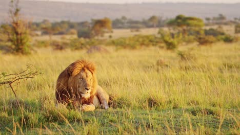 male lion, african wildlife animal in maasai mara national reserve savanna landscape in kenya on africa safari in masai mara, low angle shot in beautiful warm orange sunrise morning sun