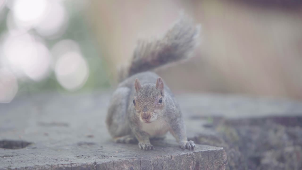una ardilla solitaria mirando, sentada y luego baja por un tronco de árbol