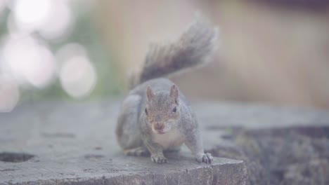 a lone squirrel watching, sitting and then goes down a tree stump